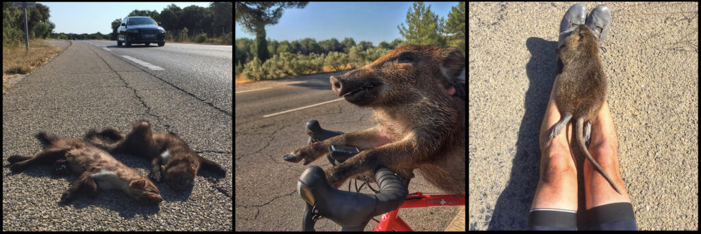 dead animals road cycling