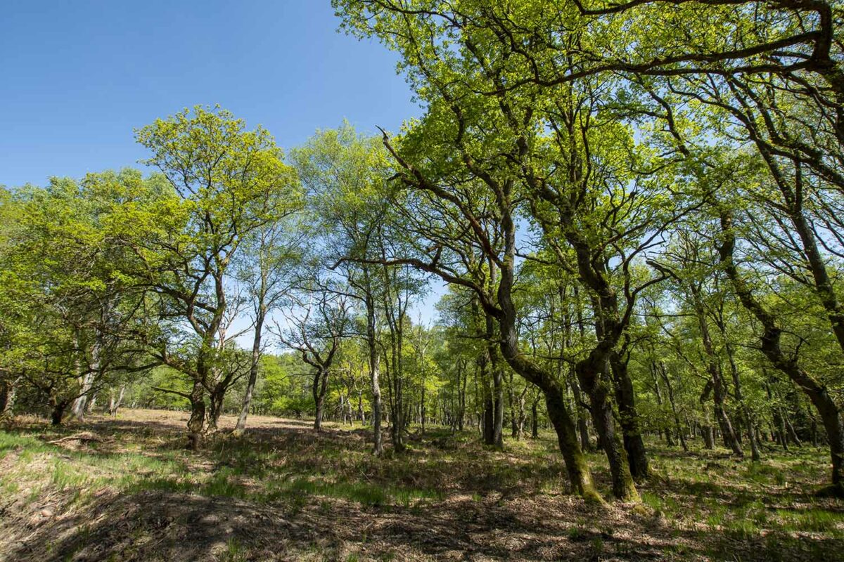 Hautes-Fagnes