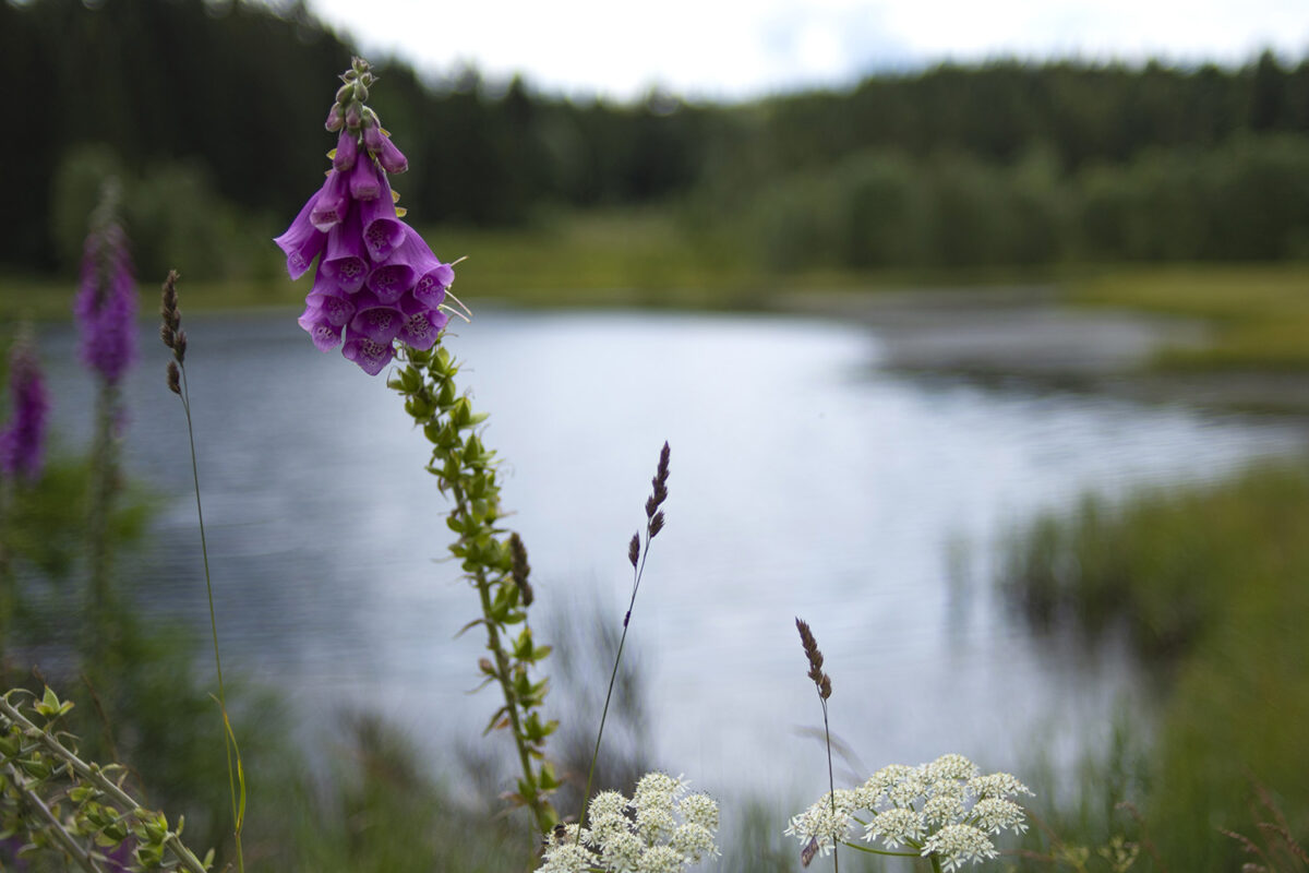 Hautes-Fagnes