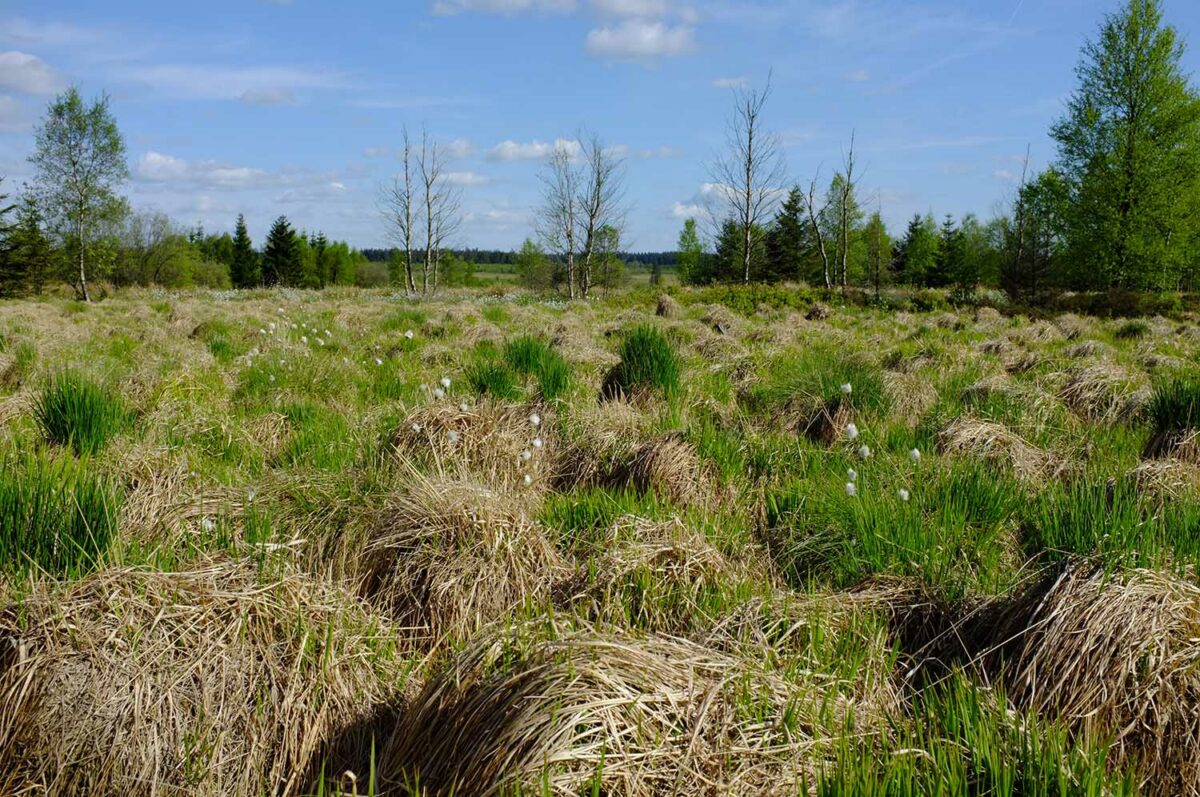 Hautes-Fagnes