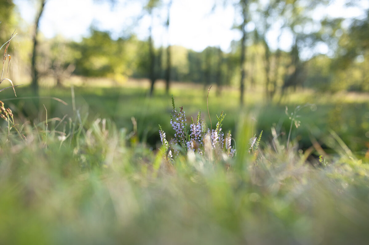 Hautes-Fagnes