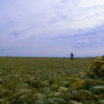 Comme un lundi : au revoir mon ami, bonjour tristesse Comme un lundi