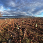 Gravel Wine 2025, cuvée Primeur