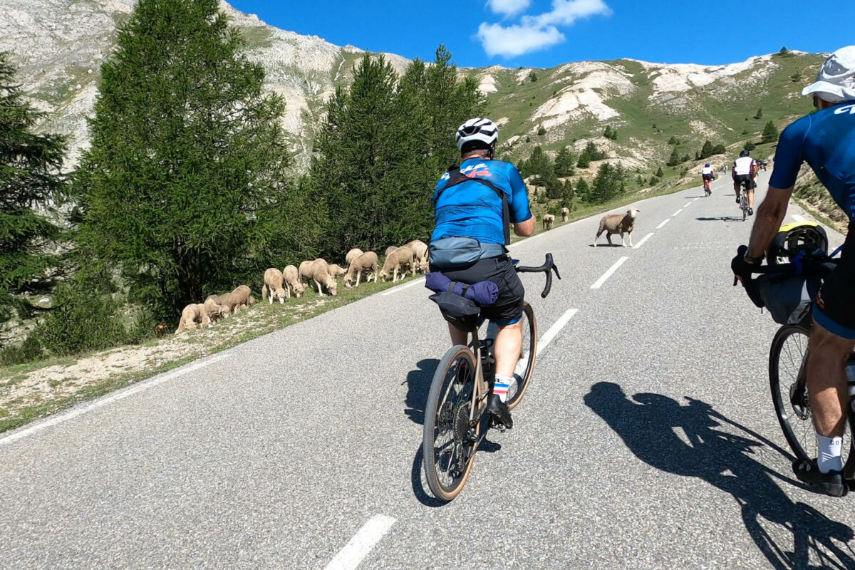 Les moutons de l'Izoard