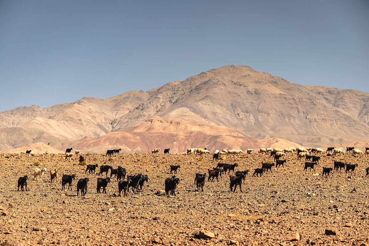 BikingmanX Maroc 2025