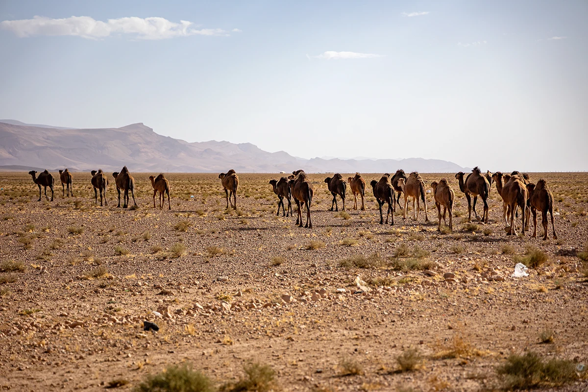 BikingmanX Maroc 2025