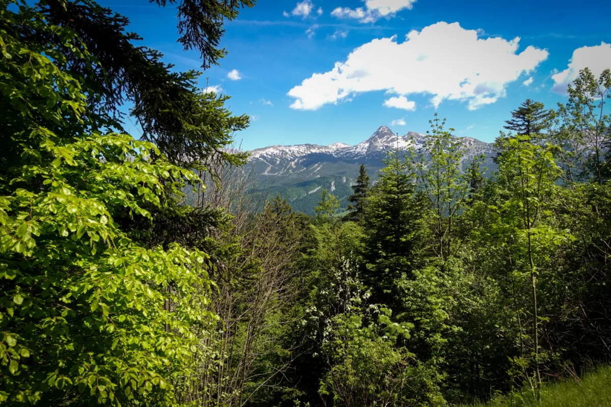 Forêts d'Herbouilly et mémoire du Vercors